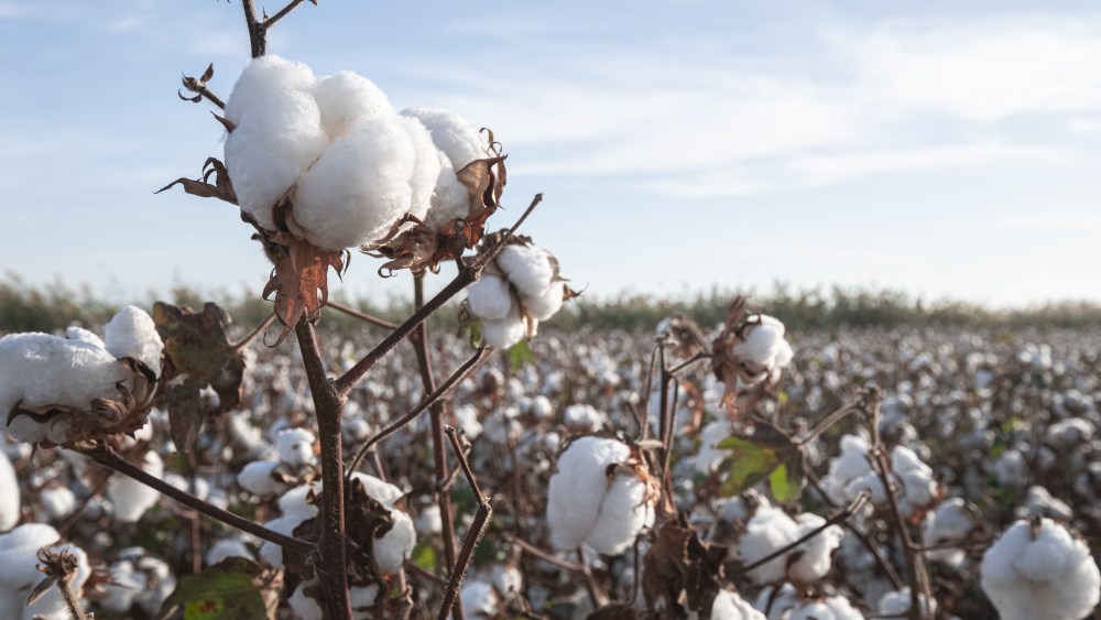 Branch of ripe cotton on the cotton field